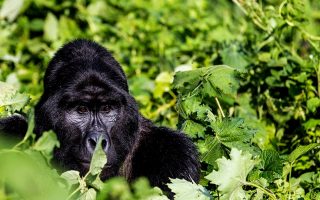3 Days Gorilla Trek Rwanda & Dian Fossey Safari