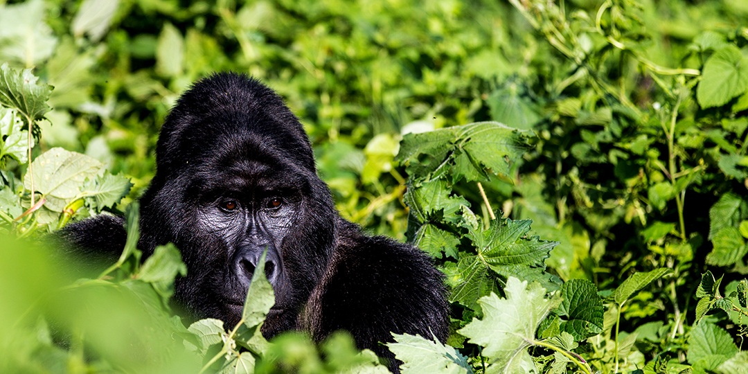 How Much Does It Cost To See Gorillas In Uganda?