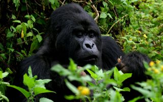 gorilla safaris in uganda