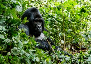 Affordable 3 Days Bwindi Gorilla Safari