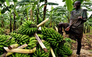 Is Uganda Safe in 2018