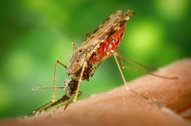 MALARIA PROPHYLAXIS UGANDA visual data 4