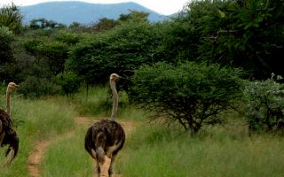 Full List Of Game Reserves In Uganda Habari Uganda Tours