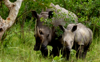 7 days Murchison Falls, Kibale, and Bwindi Safari