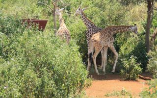 7 Days Kampala and Entebbe