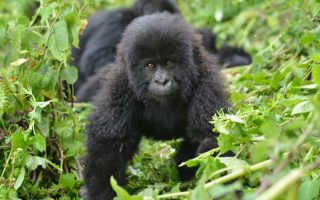 3 Days Gorilla Trek Rwanda & Dian Fossey Safari