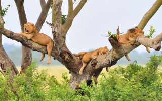 5 Days Lake Mburo and Queen