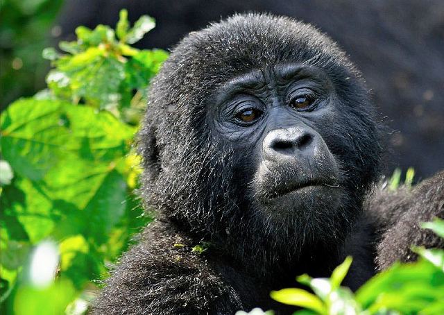5 Days Luxury Gorilla Tour in Rwanda