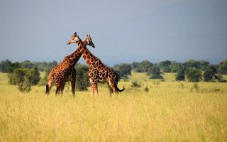 17 Days Uganda Safari