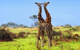 11 Days Classic Uganda Safari