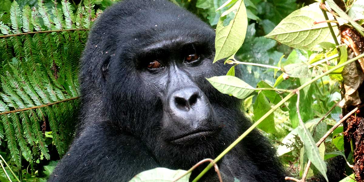 Bwindi Gorilla trekking sectors and their Families