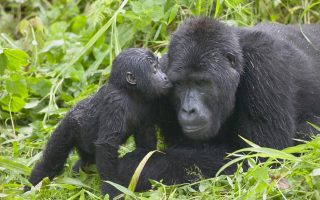 Gorilla Groups in Buhoma
