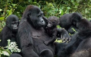 Ugenda Gorilla Family