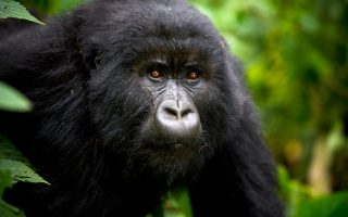How much is Gorilla trekking permit in Uganda and Rwanda?