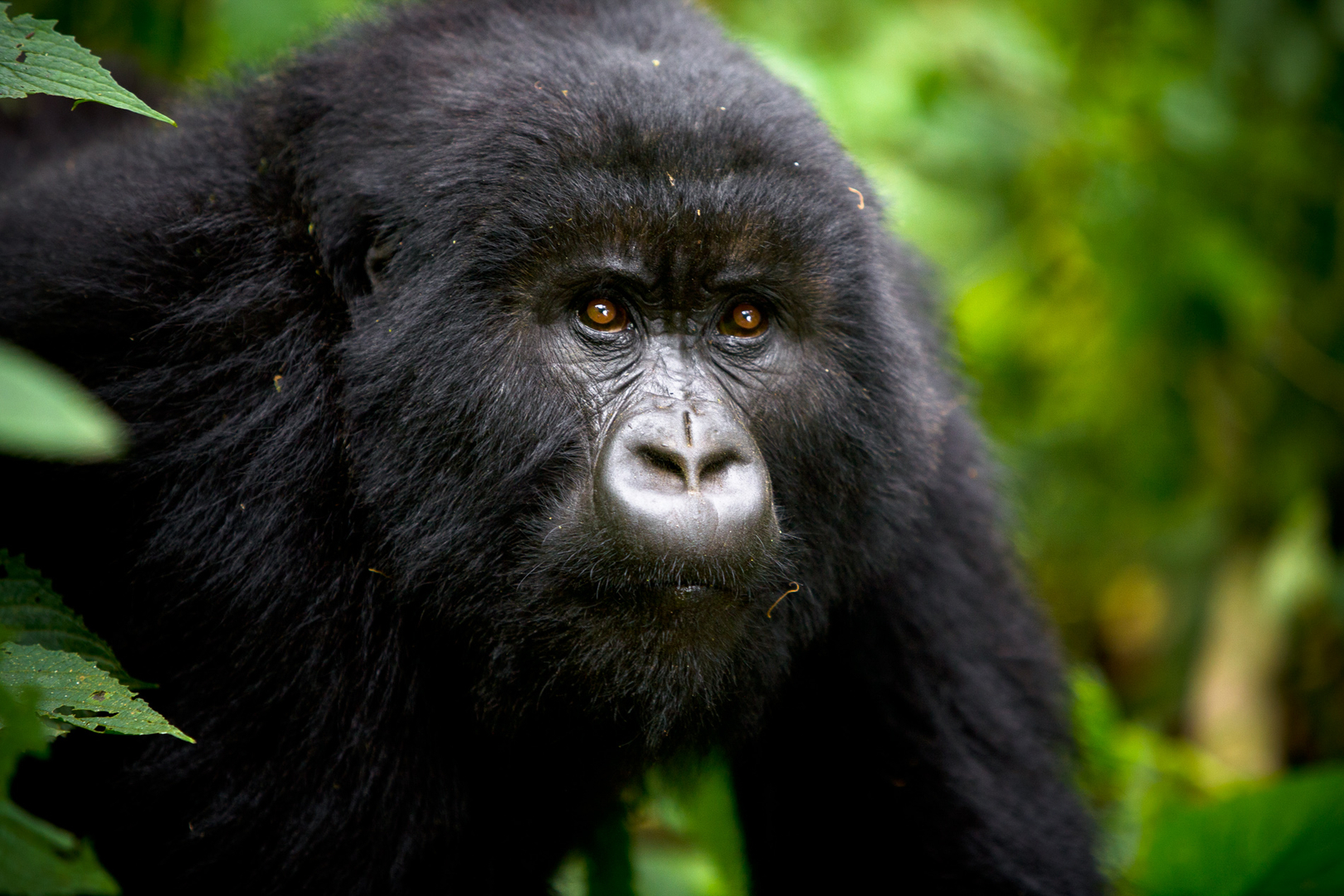 How much is Gorilla trekking permit in Uganda and Rwanda?