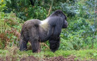 10 days Uganda Rwanda gorilla trekking safari