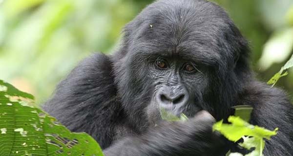 How to save money on your gorilla trekking holidays