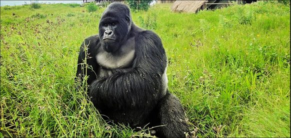 Rugendo Gorilla Group