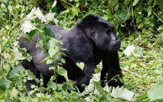 Why Visit Bwindi Impenetrable Forest