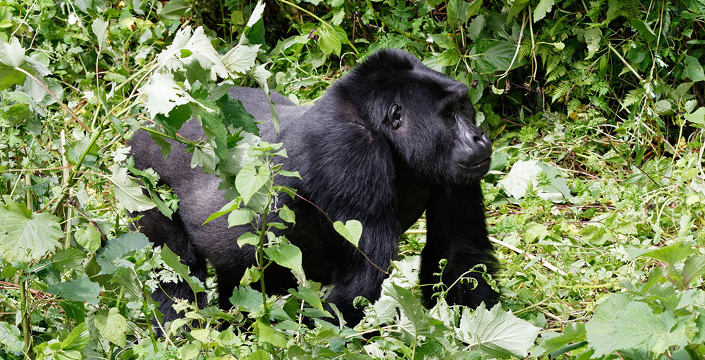 why Visit Bwindi Impenetrable Forest