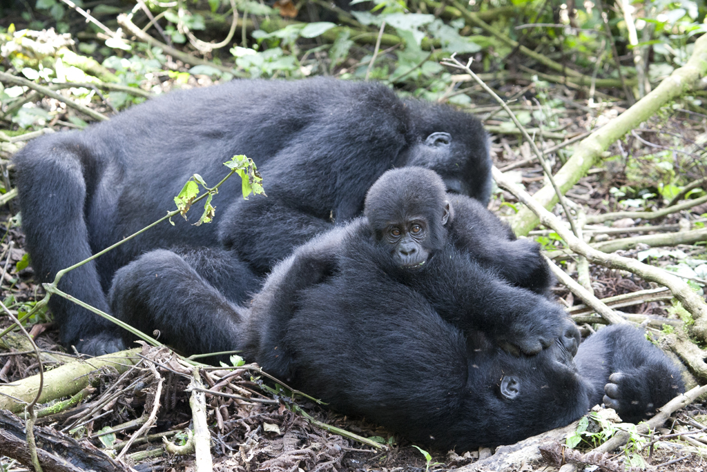 5 Days  Uganda gorilla and wildlife safari   