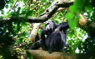 10 days Uganda Rwanda gorilla trekking safari