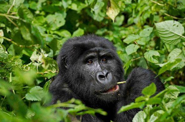 2 Day Uganda Gorilla Trekking From Kigali tour