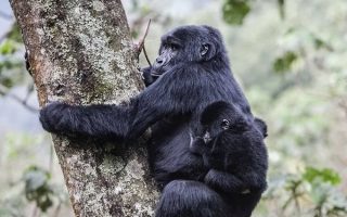 3 Day Gorilla Trekking Uganda from Kigali