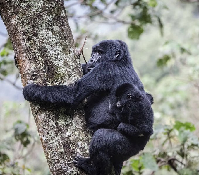 3 Day Gorilla Trekking Uganda from Kigali