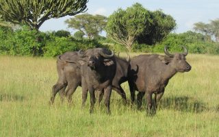 5 Days Kidepo National Park & Sipi Falls tour