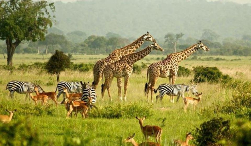Best Time to Visit Murchison Falls National Park
