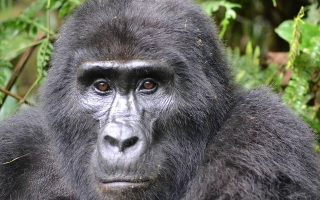 4 Days Bwindi Gorilla Trekking & Lake Bunyonyi tour