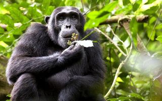 4 Days Murchison Falls Chimpanzee Trekking Tour