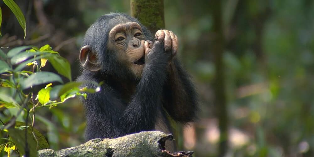 5 Days Uganda Primates & Wildlife Safari