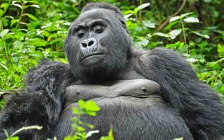 5 Days Uganda Primates & Wildlife Safari