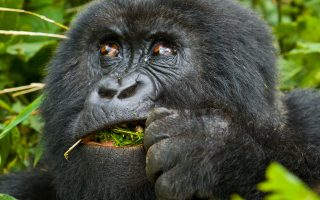 5 Days Uganda Wildlife & Gorilla Trekking safari