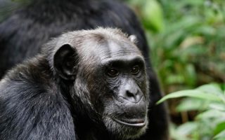 6 days Uganda Wildlife and Gorilla Habituation Safari