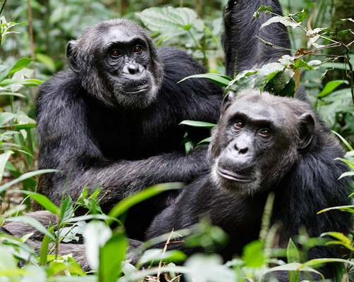 Differences between Chimpanzees and Mountain Gorillas