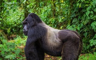 3 Days Uganda Gorilla Trekking