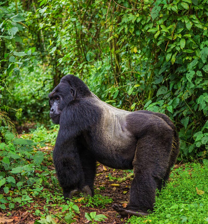  3 Days Uganda Gorilla Trekking