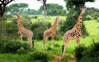 4 Days Murchison Falls Delta Cruise Safari