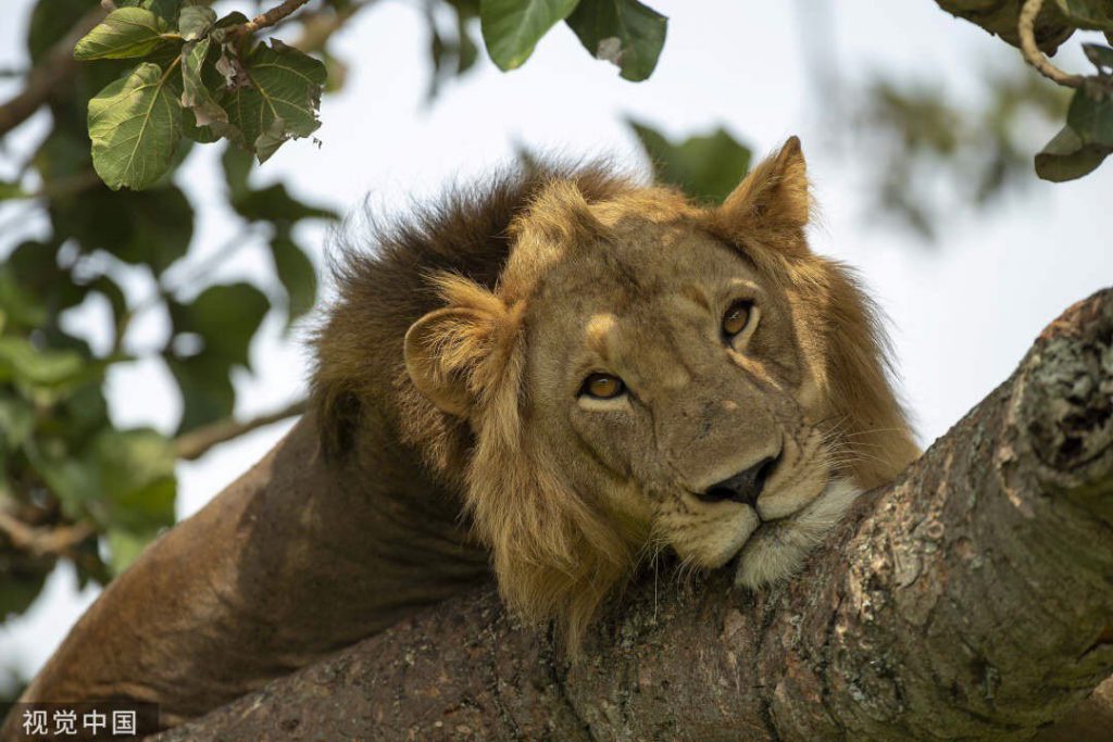 3 Days Queen Elizabeth National Park Uganda Wildlife Safaris