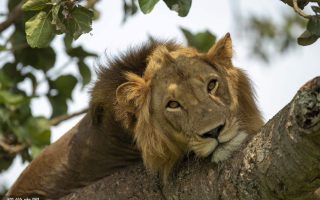 What are Tree-Climbing lions?