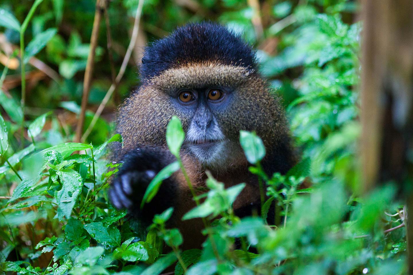 Golden Monkey Trekking Mgahinga National Park