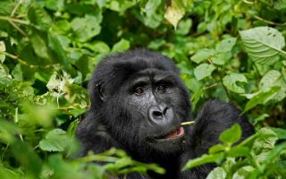 Mountain Gorilla Trekking in Congo