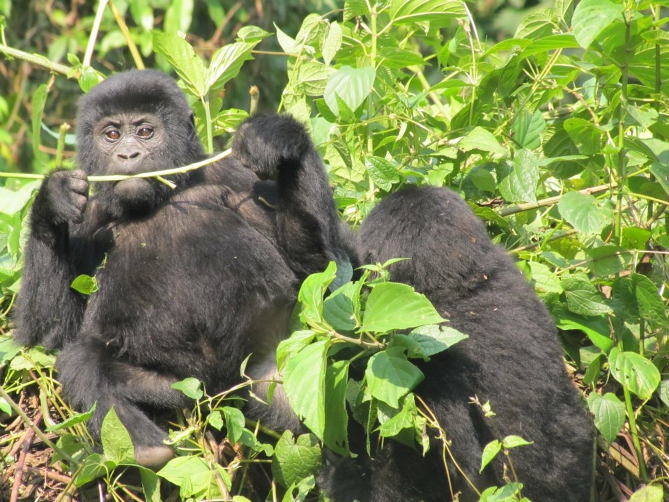 Gorilla Habituation in Bwindi