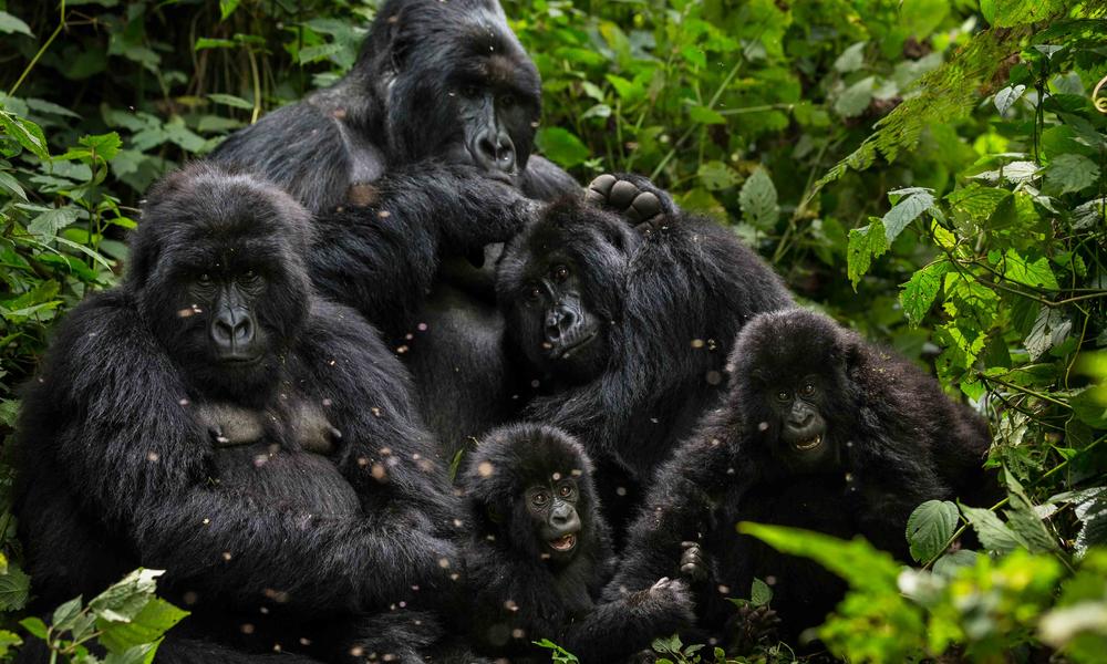 8 days Uganda Rwanda and Primates Safari