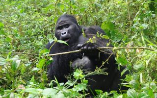 4 Days Uganda Rwanda Primates tour