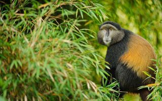 4 Days Uganda Rwanda Primates tour