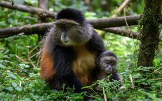 12 days Uganda Rwanda safari tour
